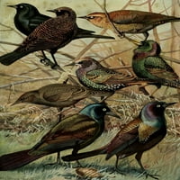 Птици Од Масачусетс Старлингс И Гракл Постер печатење Од Л. А. Фуертес