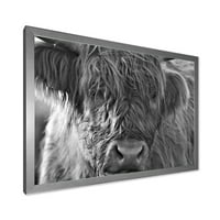 DesignArt „Затвори шкотски висорамнински крави кои живеат во куќата на фармата„ Фарм “, врамени уметнички принт