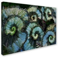 Трговска марка ликовна уметност Escargot Begonia Canvas Wallидна уметност од Kurt Shaffer