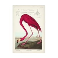 Artон Jamesејмс Аудубон „Фламинго“ платно уметност